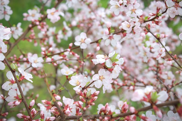 Free Cherry Blossom Flowers photo and picture
