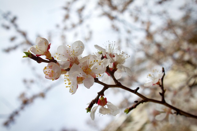 Free Cherry Blossoms Sakura photo and picture