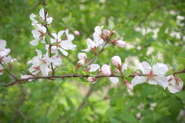 Free Cherry Blossom Flowers photo and picture