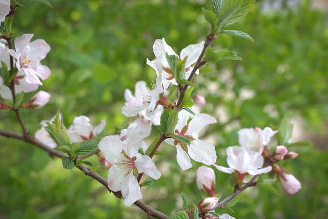 Free Cherry Blossoms Sakura photo and picture