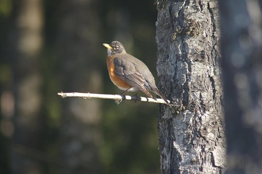 Free Robin Bird photo and picture