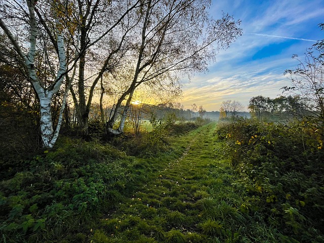 Free Morning Trees photo and picture