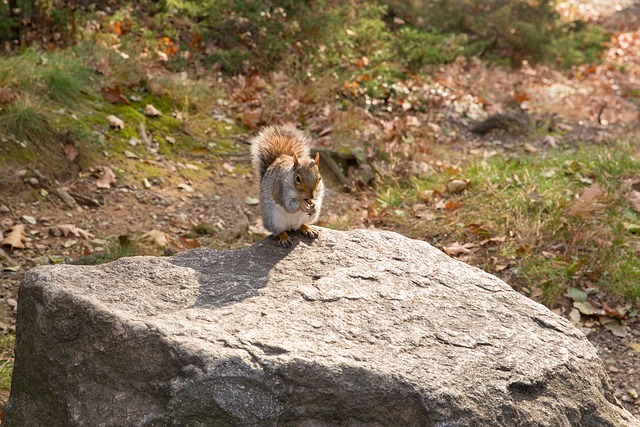 Free New York Squirrel photo and picture
