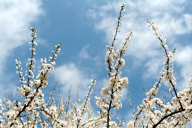 Free Blossom Spring photo and picture
