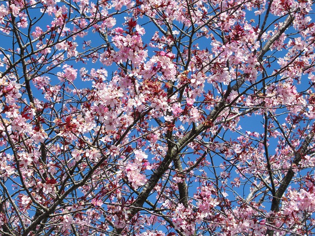 Free Blossom Background photo and picture