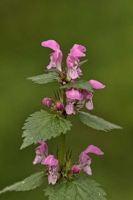 Uriga Flores Planta Jardim Urtiga - Foto gratuita no Pixabay - Pixabay