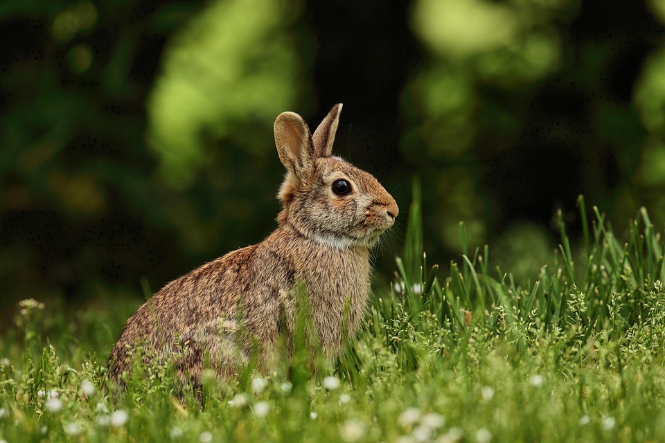 Bunny, Rabbit, Grass, Ears, Teeth, Herbivore, Paws