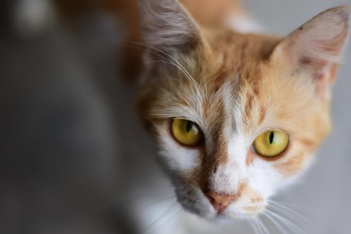 Free Cat Orange Cat photo and picture