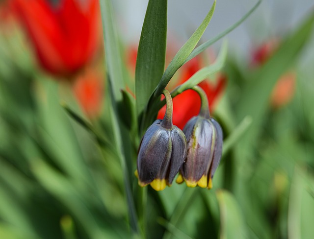 Free Flowers Plant photo and picture