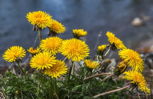 Free Dandelion Beautiful Flowers photo and picture