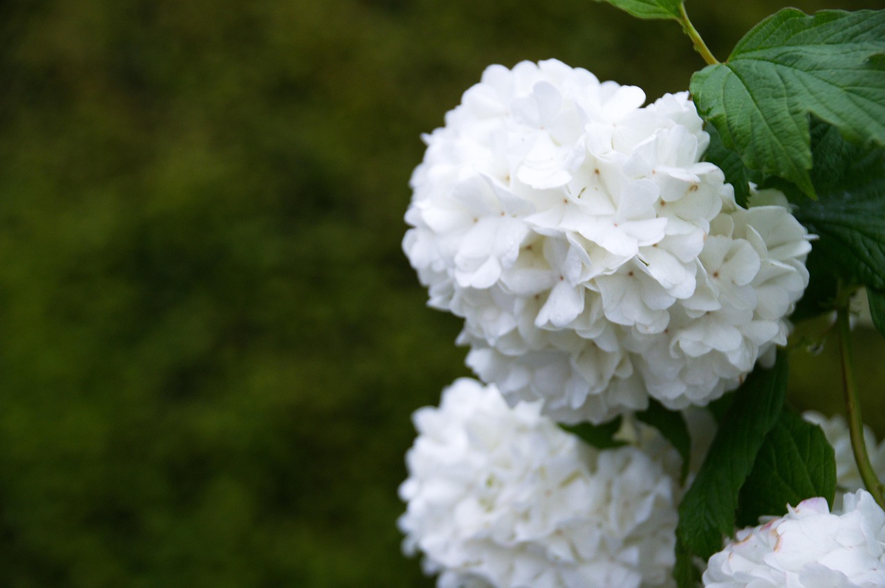 Sitemapcdatahttpsfoowindecoocom4 Images 1 Mot Fleur Blanche