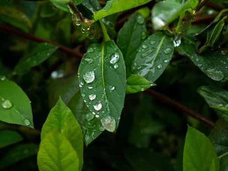 Fresco, Meio Ambiente, Folha, Natureza