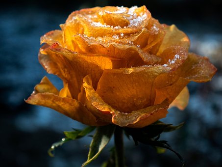 Rose, Neve, Fundo, Único, Flor