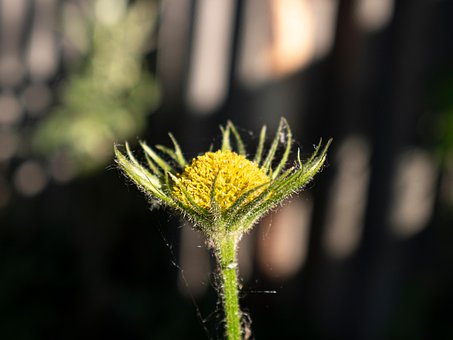 Tronco, Jardim, Planta, Bud, Flor, Verde