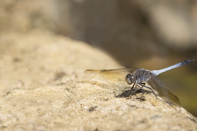 Libel, Insect, Vleugels, Kever, Insect