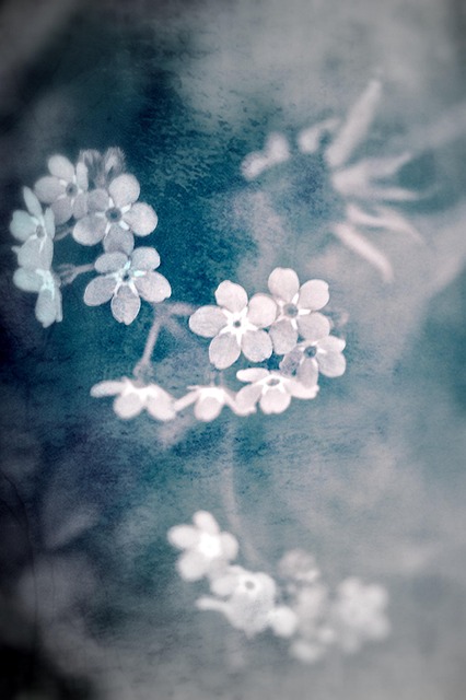 Free Flowers Nature photo and picture