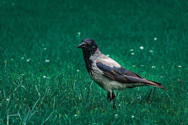 Free Bird Crow photo and picture