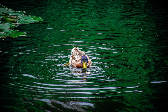Free Duck Lake photo and picture