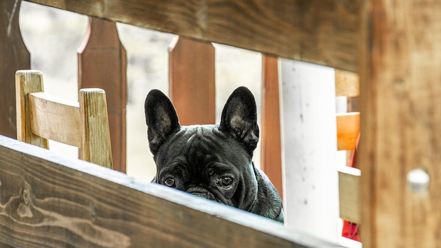 Free French Bulldog Dog photo and picture