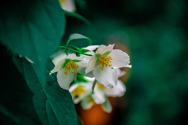 Free Cherry Blossom Blossom photo and picture