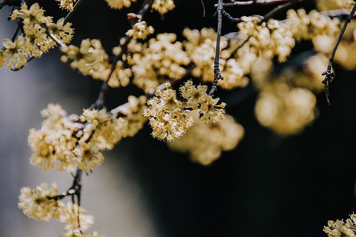 Free Flowers Flower Wallpaper photo and picture