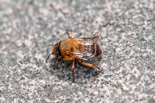 Free Bee Insect photo and picture