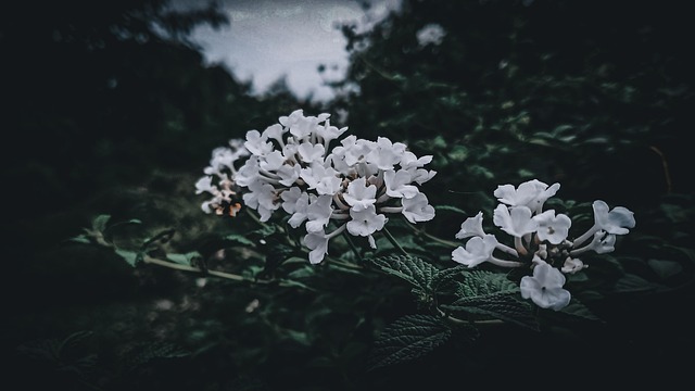 Free Flower Dark photo and picture