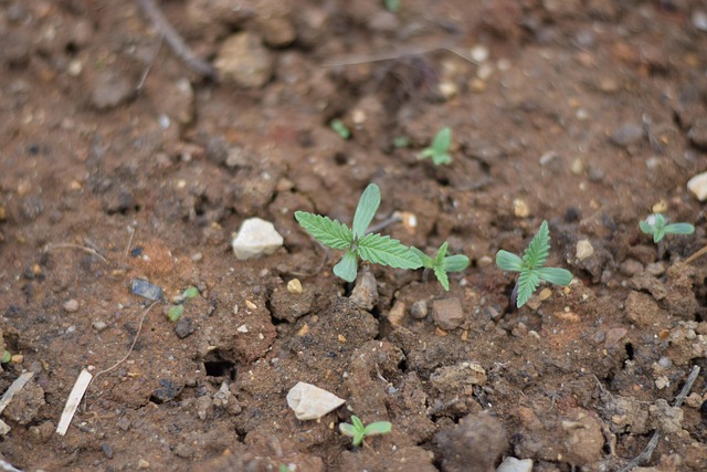 Free Hemp Offspring photo and picture