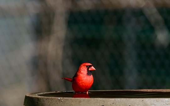 Free Cardinal Bird photo and picture