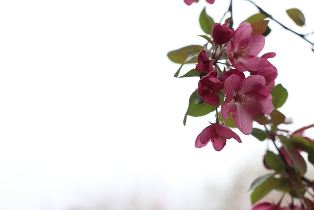 Free Apple Background photo and picture