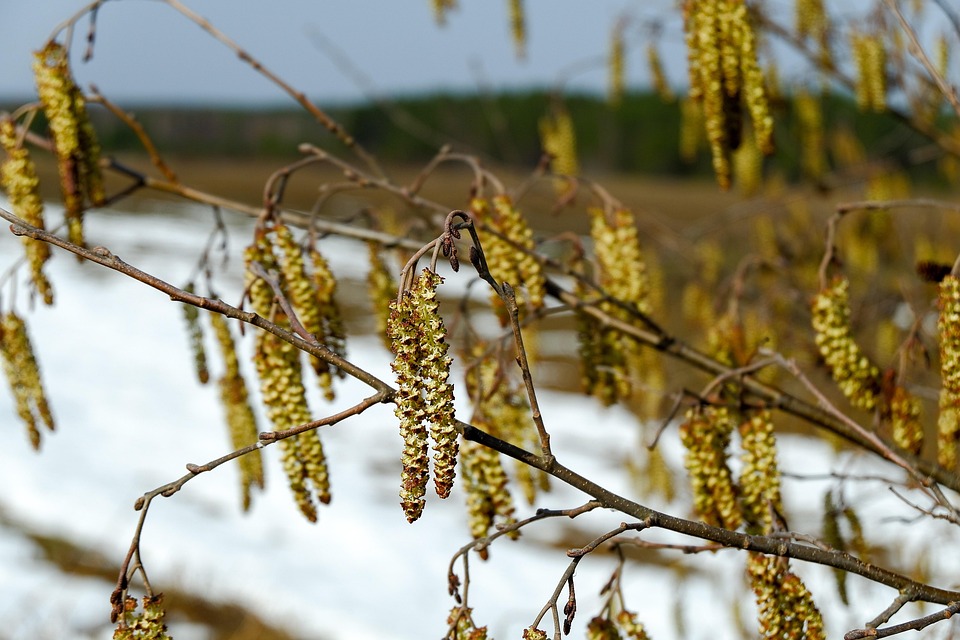 Tree Plant Alder - Free photo on Pixabay