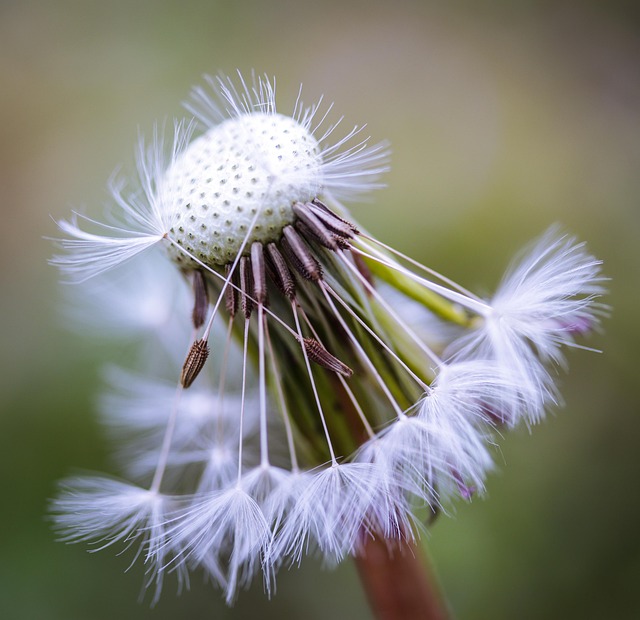 Dandelion Flower Petals Free photo on Pixabay