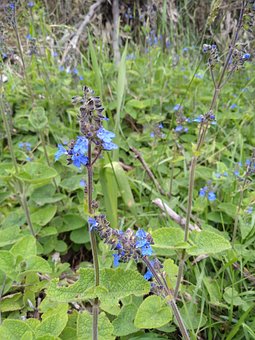 Free Flower Blue photo and picture
