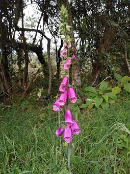 Free Flower Purple photo and picture