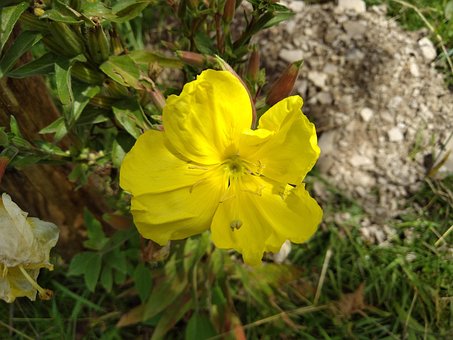 Free Flower Yellow photo and picture