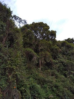 Free Field Tree photo and picture