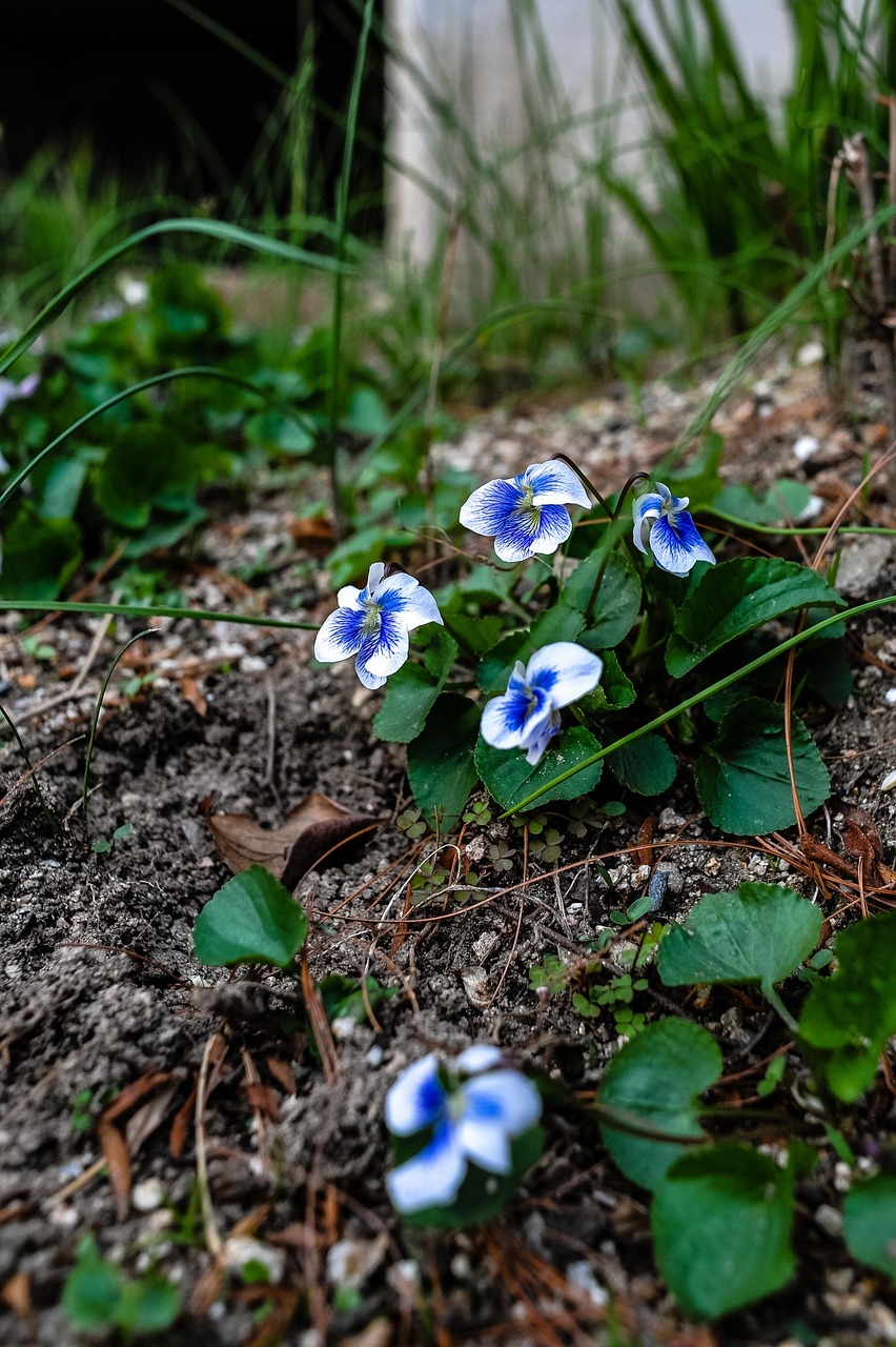 Violet Flowers Plants Free photo on Pixabay Pixabay