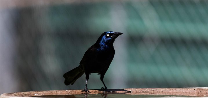 Free Bird Beak photo and picture