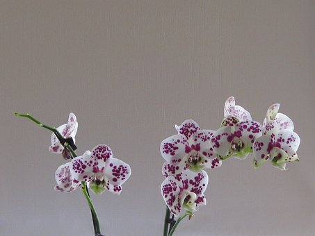 Free Orchid Plant photo and picture