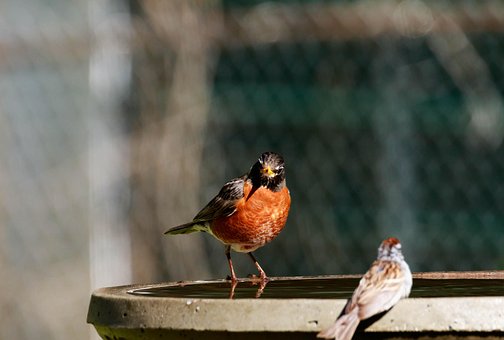 Free American Robin Perched photo and picture