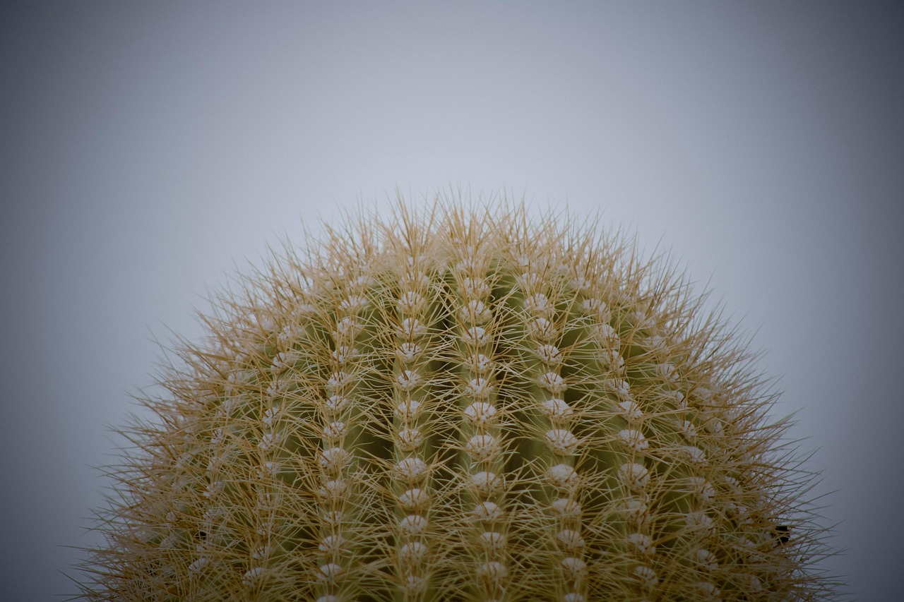 カクタス いばら 植物 - Pixabayの無料写真 - Pixabay