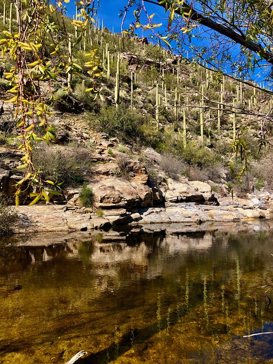 Sabino Canyon Nature Desert Free photo on Pixabay Pixabay