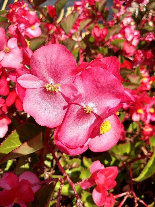 Begonias Hot Pink Gardening - Free photo on Pixabay - Pixabay