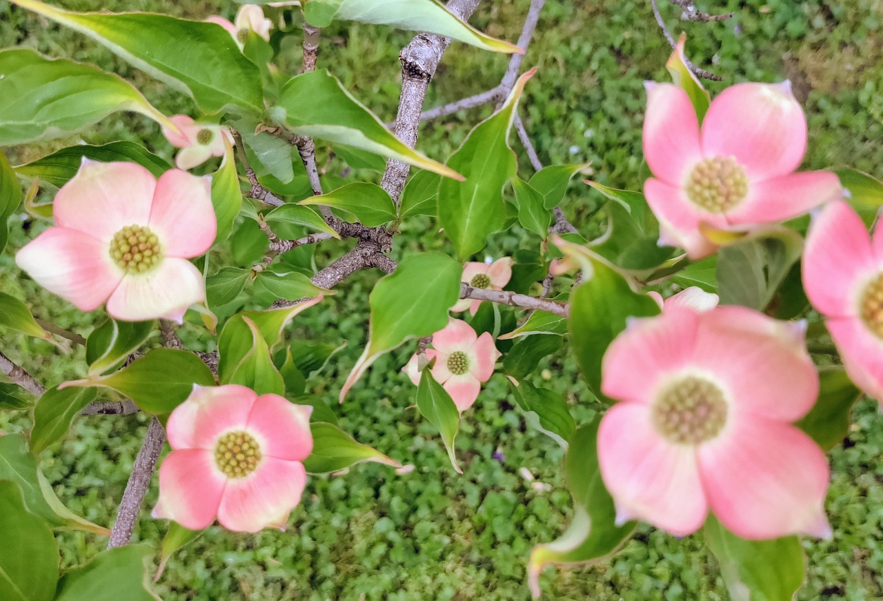 ハナミズキ 木 花 - Pixabayの無料写真