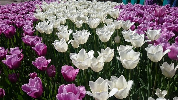 Free Tulips Flowers photo and picture
