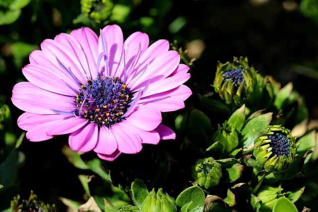 Le Voir Super Maximale, Ostéospermum
