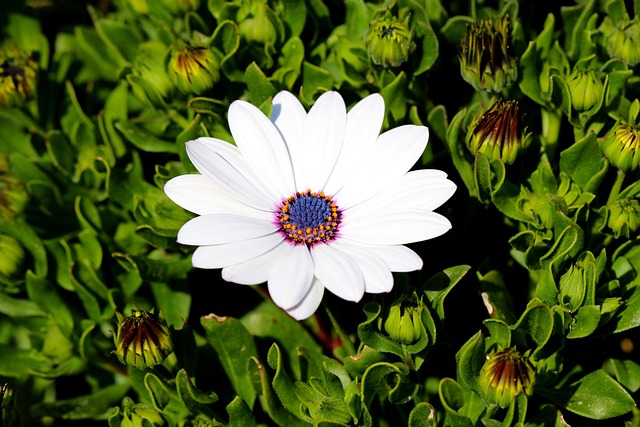Le Voir Super Maximale, Ostéospermum