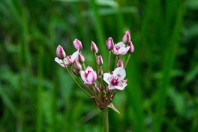 Free Flowers Plant photo and picture