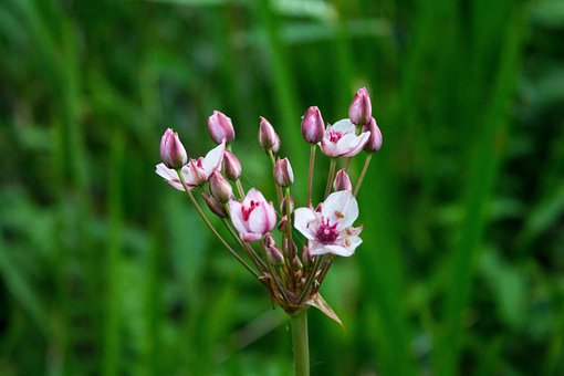 超过80 张关于 开花期 和 开花 的免费图片 Pixabay