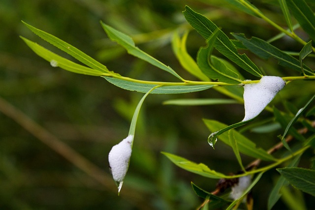Free Nature Willow photo and picture